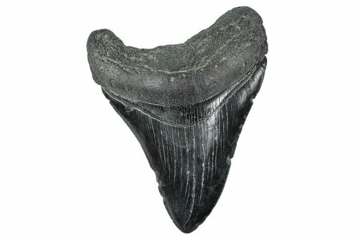 Fossil Megalodon Tooth - South Carolina #236334